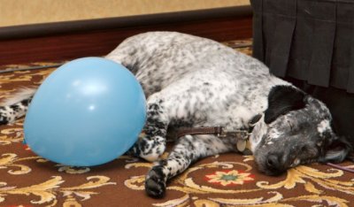 Ben, a dog, sleeping at Minicon 43 with a balloon